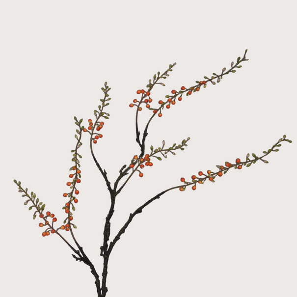 Berry Branch Orange H125