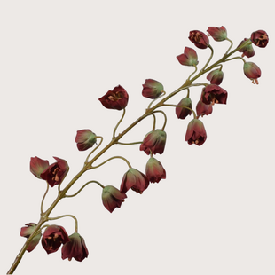 Fritillaria Tak Rood/Groen H111