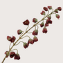 Fritillaria Branch Red/Green H111