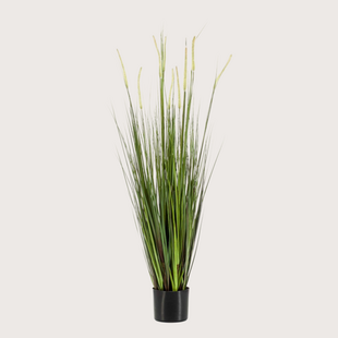 Alopecurus Gras H120