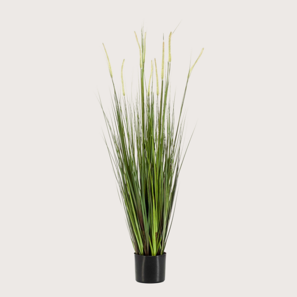 Alopecurus Gras H120
