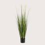 Alopecurus Gras H120