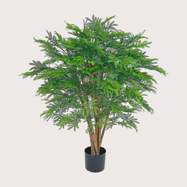 Mimosa Tree UV H110 D80