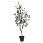 Olive tree H90