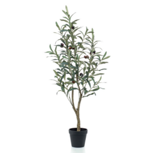 Olive tree H90