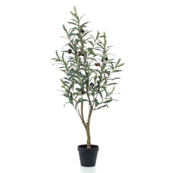 Olive tree H90
