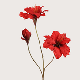 Red Amaryllis Stem H88