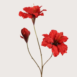 Red Amaryllis Stem H88