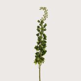 Delphinium Tak Groen H130