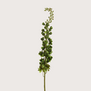 Delphinium Tak Groen H130