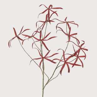 Acer Blad Bordeaux H140