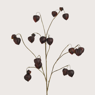 Physalis Branch Purple H110