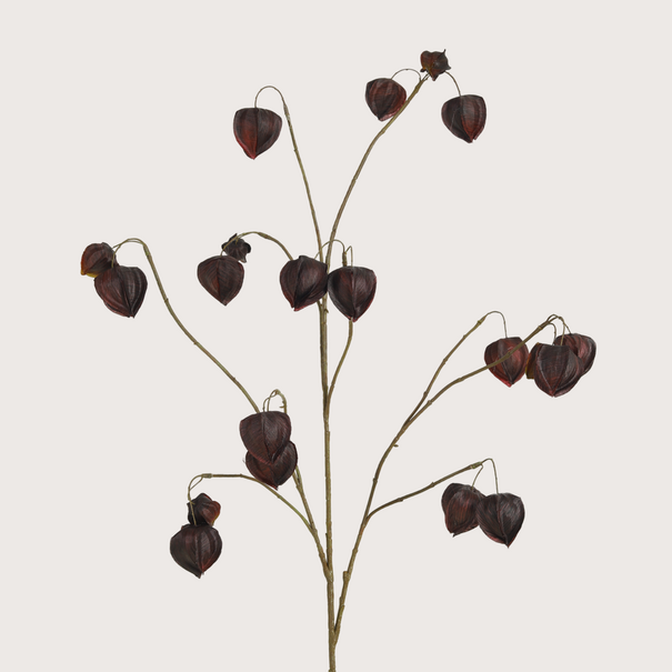 Physalis Branch Purple H110