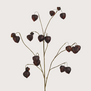 Physalis Tak Paars H110