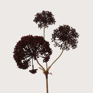 Sedum Tak Paars H72