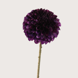 Dahlia Tak Paars H64