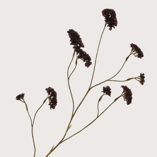 Limonium Branch Brown H92