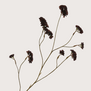 Limonium Branch Brown H92