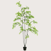 Celery Leaf Plant, Green H230