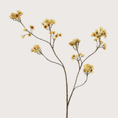 Euonymus Tak Creme H95