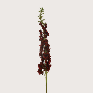 Delphinium XL Burgundy H130