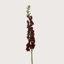 Delphinium XL Burgundy H130