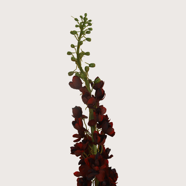 Delphinium XL Burgundy H130