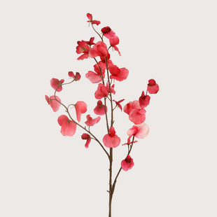 Lathyrus ‘Tak Fuchsia’ H110