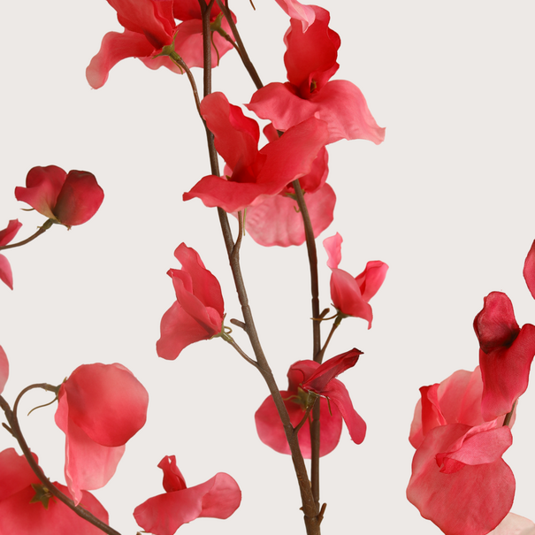 Lathyrus Tak Fuchsia H110