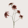 Chrysanthemum Spider Branch Burgundy H110