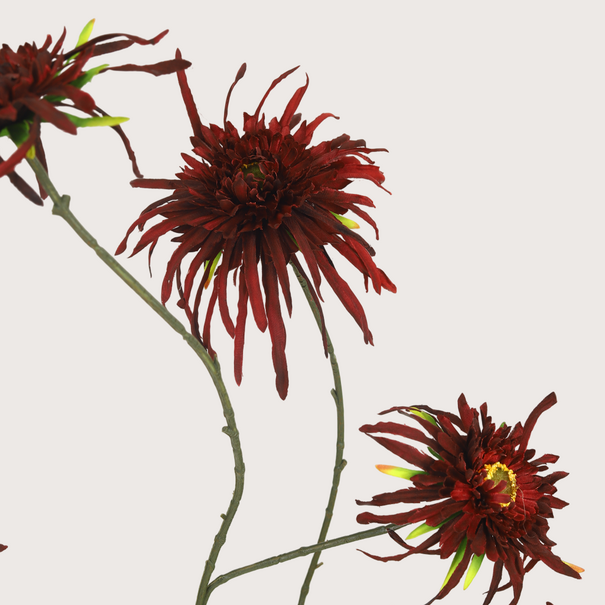 Chrysantum Spider Tak Burgundy H110