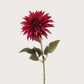 Dahlia Stem Red H70