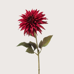 Dahlia Stem Red H70