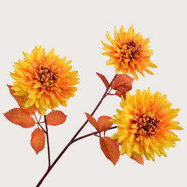Chrysant Tak Geel H74
