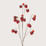 Physalis Tak Burgundy H110
