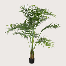 Areca Palm UV Groen H175 D120