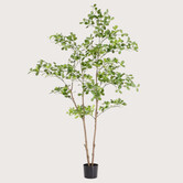 Phittosporum plant Groen H180