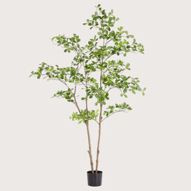 Phittosporum plant Groen H180