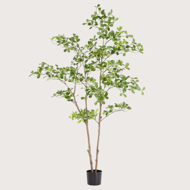 Phittosporum plant Groen H180
