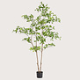 Phittosporum plant Groen H180