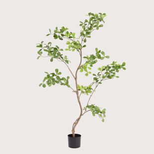 Phittosporum plant Groen H120