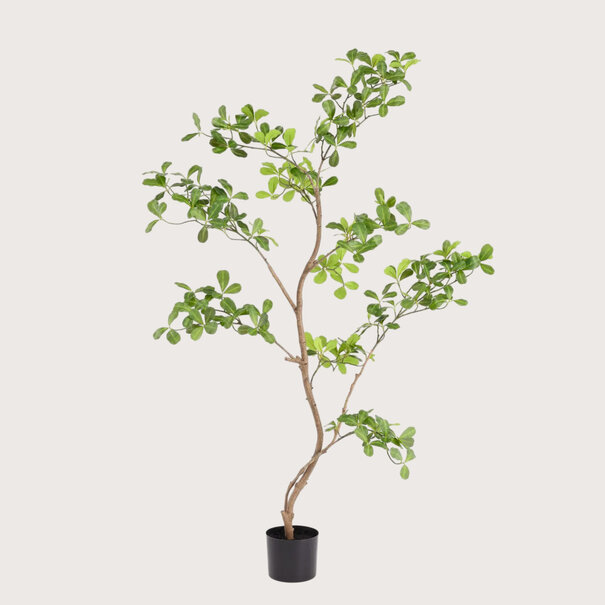 Phittosporum plant, Green H120
