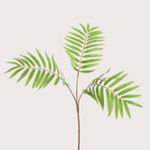 CHAMAEDOREA BRANCH 55CM GREEN