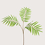 CHAMAEDOREA TAK 55CM GREEN