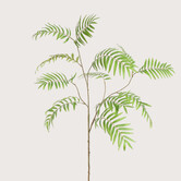 Chamaedorea tak groen 133 Cm
