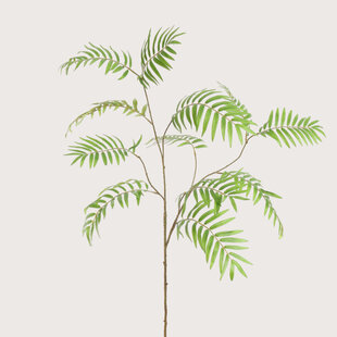 Chamaedorea tak groen 133 Cm