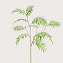 Chamaedorea tak groen 133 Cm