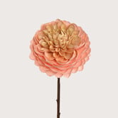 Dahlia Perzik H60