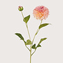 Dahlia Pompon Creme / roze H72