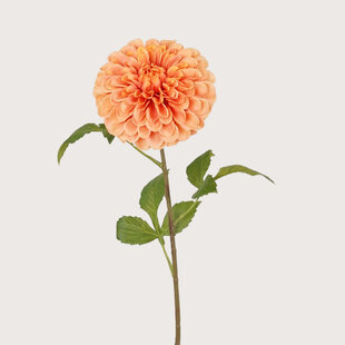 Dahlia Pompon Oranje H74
